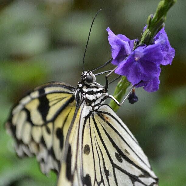 Butterfly Photograph - Finding The Flowers.  #butterfly by Austin Engel