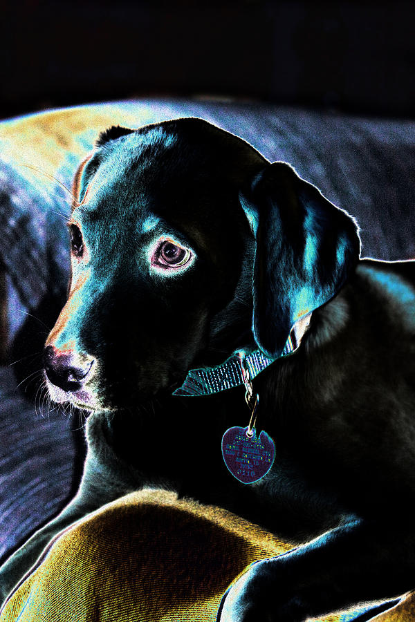 Animal Digital Art - Fine Art Puppy Portrait by Linda Phelps