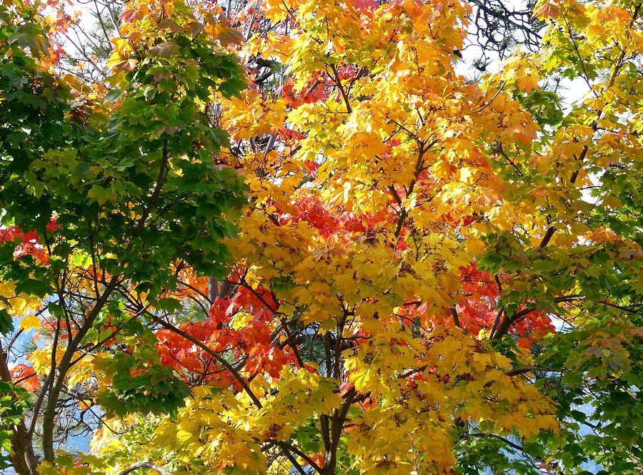 Fine Fall Foliage Photograph by Will Borden