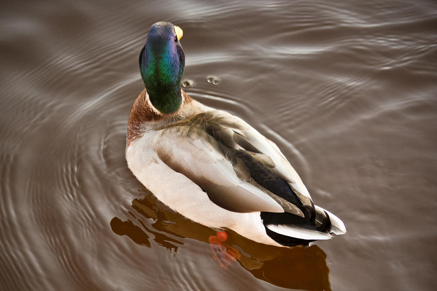Fine Feathered Mallard Duck Photograph by Ann Murphy