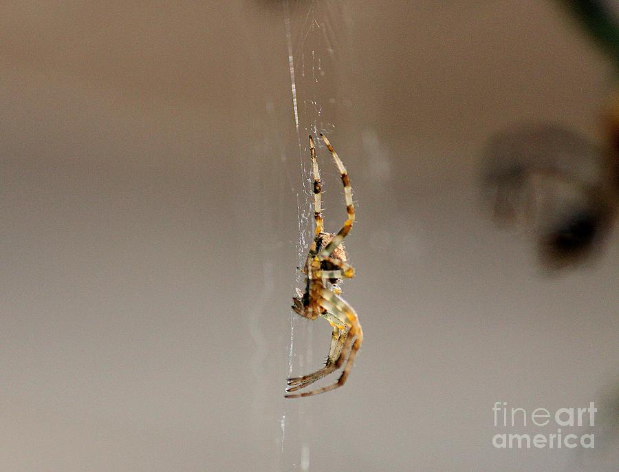 Spider Photograph - Fine Threads by Erica Hanel