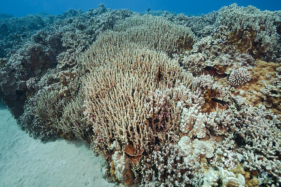 Finger coral Photograph by Dave Fleetham