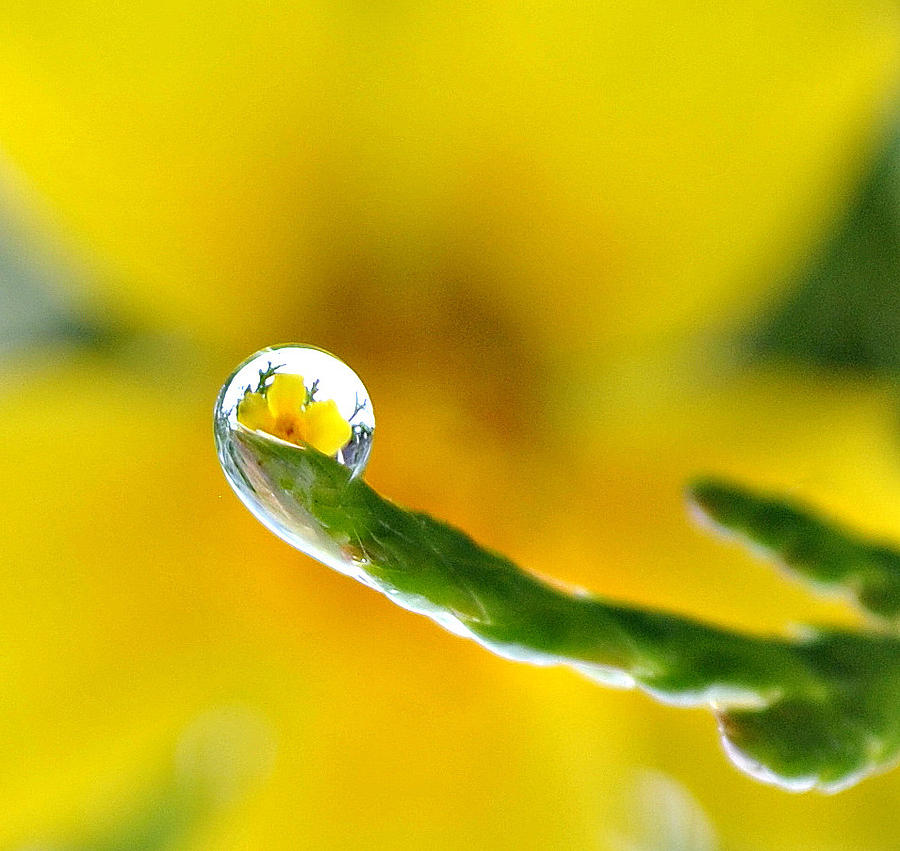 Finger Tip Flower Photograph by Joe Ormonde