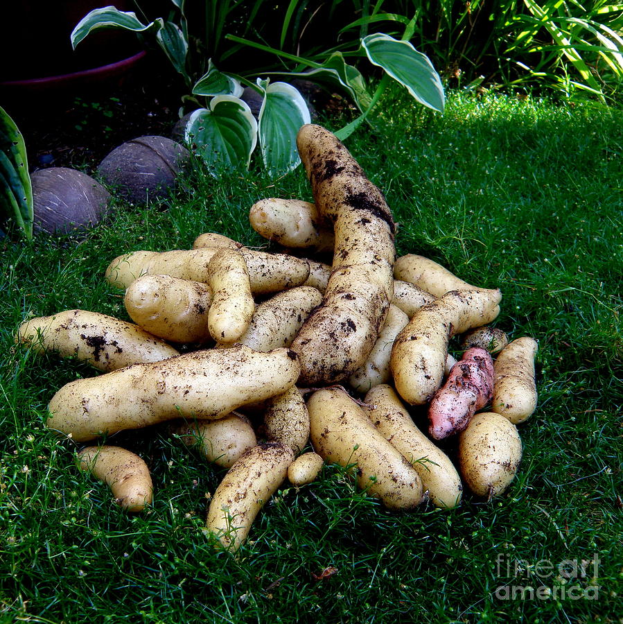 Fingerling Potatoes Photograph by Tatyana Searcy