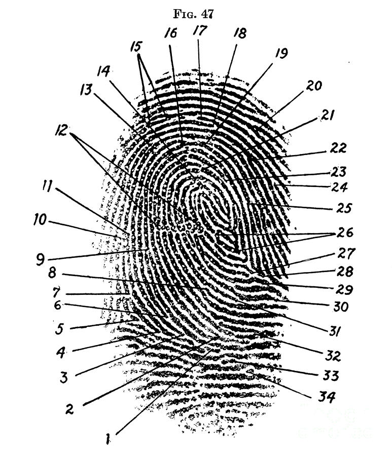Science Photograph - Fingerprint Diagram, 1940 by Science Source