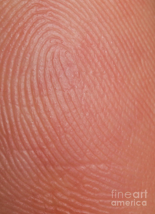 Fingerprint Ridges Photograph by Photo Researchers, Inc.