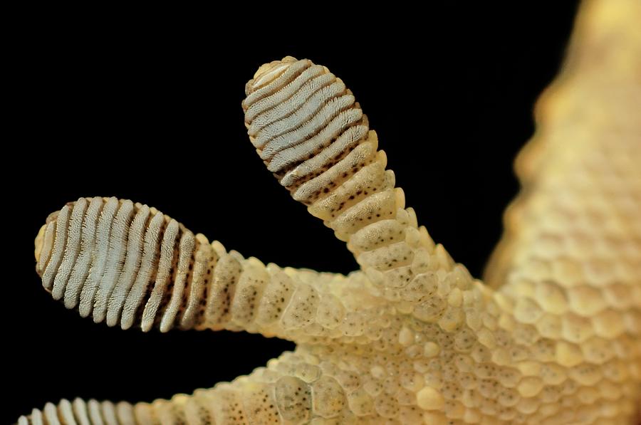 Fingers Of Gecko Photograph by Joaquim F. P.