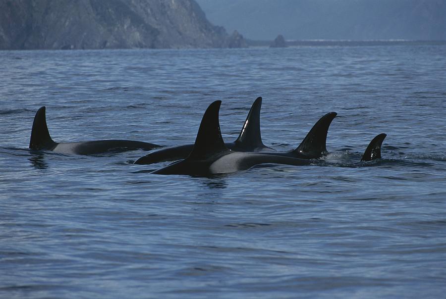 Fins Of A School Of Killer Whales Rise Photograph by Karen Kasmauski