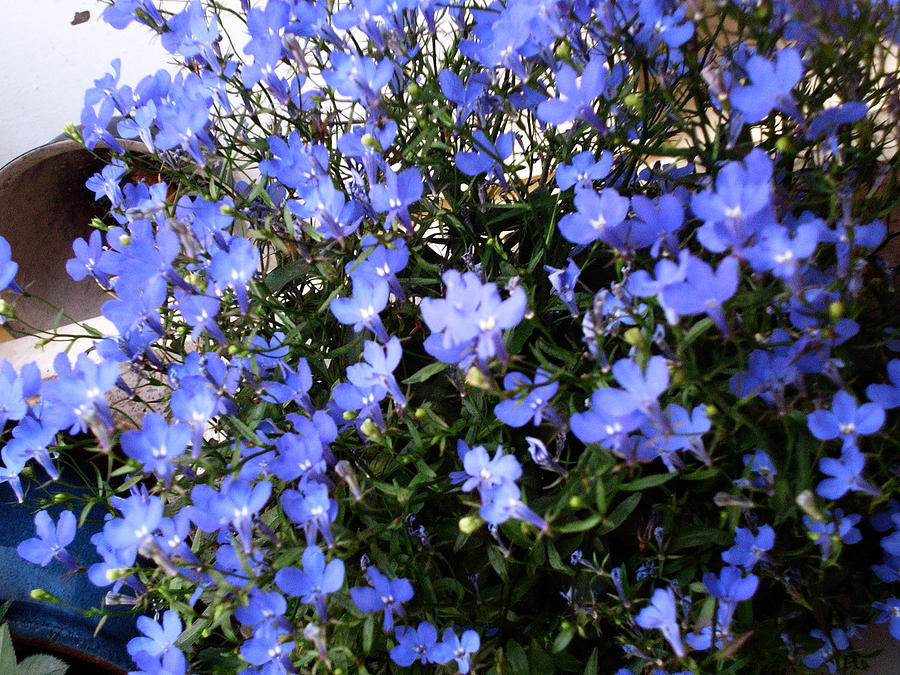 Blue Flowers Photograph - Fiorellini Blu by Ob Noba