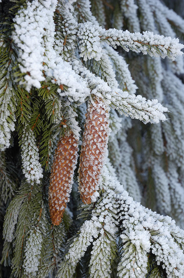 Fir cones in winter Photograph by Matthias Hauser
