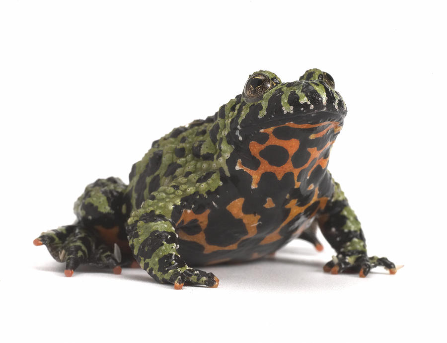 Fire-bellied Toad Photograph