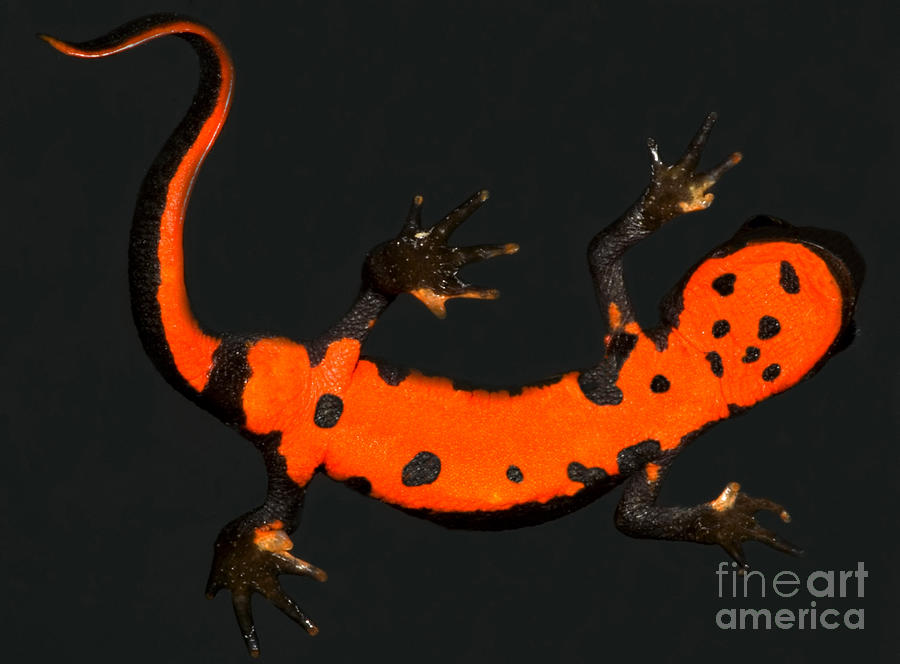 Fire Belly Newt Photograph by Dante Fenolio