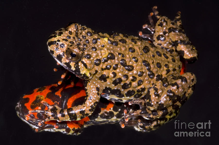 Fire Belly Toad Photograph by Dante Fenolio