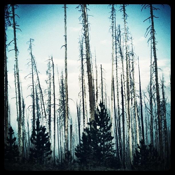Yellowstone National Park Photograph - Fire by Christopher Campbell