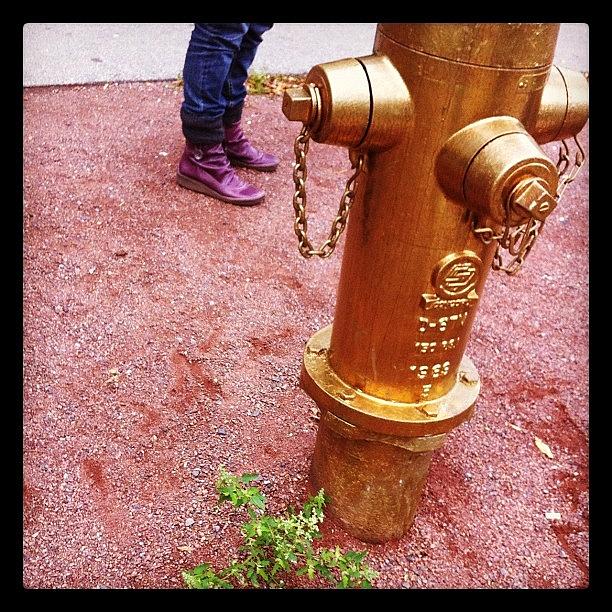 Oro Photograph - Fire Hydrant Gold Painted In Montreal by Jorge InstaRevolution