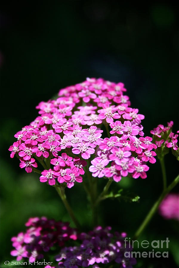 Nature Photograph - Fire King Yarrow by Susan Herber
