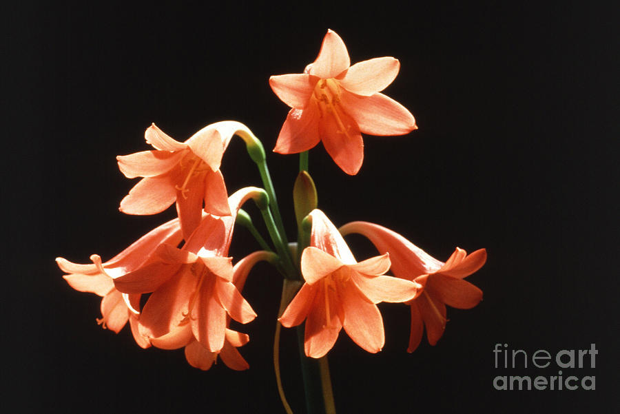 Fire Lilies Photograph by Science Source