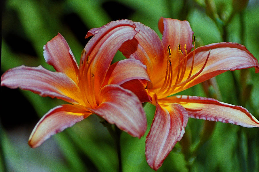 Fire Lily Photograph by Larry Parker