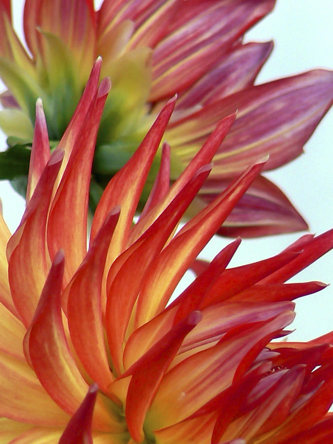 Flower Photograph - Firecracker Dahlia by Pamela Patch