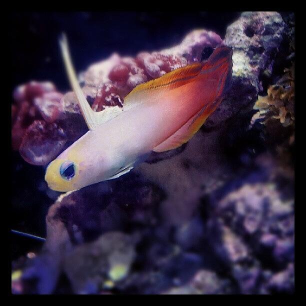 Nature Photograph - #firefish #nanoreef #reeftank #aquarium by Raz Schweitzer