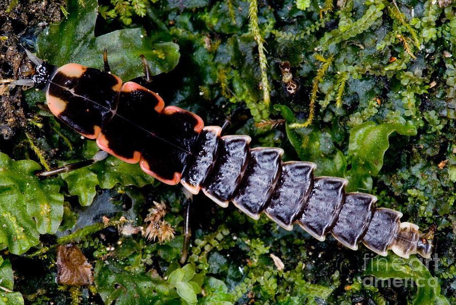 Firefly Larva Photograph by Dant Fenolio