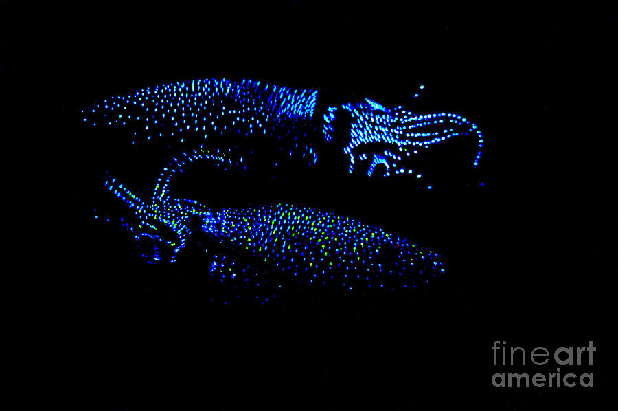 Fish Photograph - Firefly Squid by Dante Fenolio