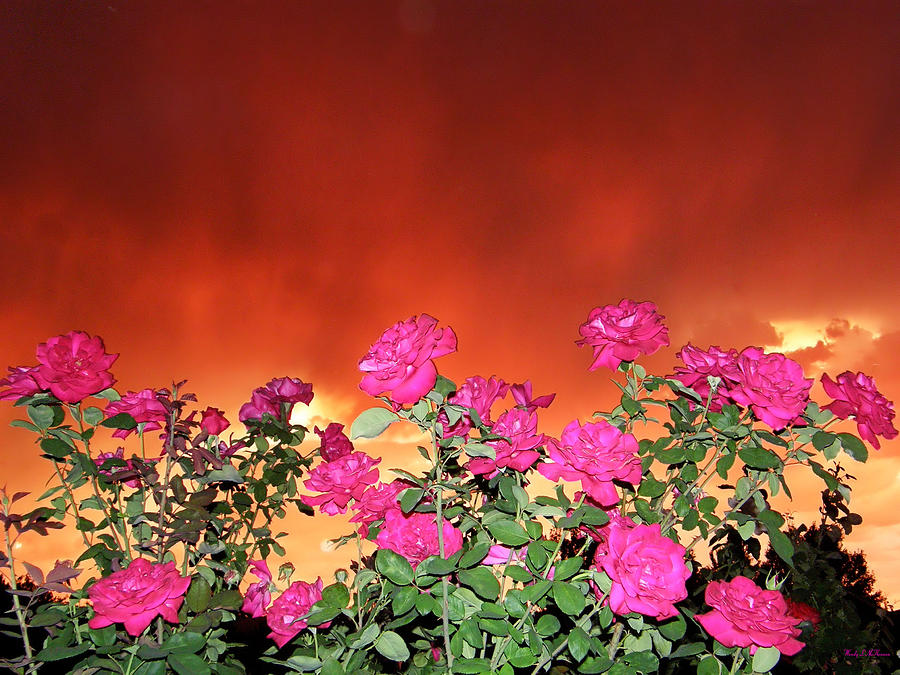 Firery Roses Photograph by Wendy McKennon