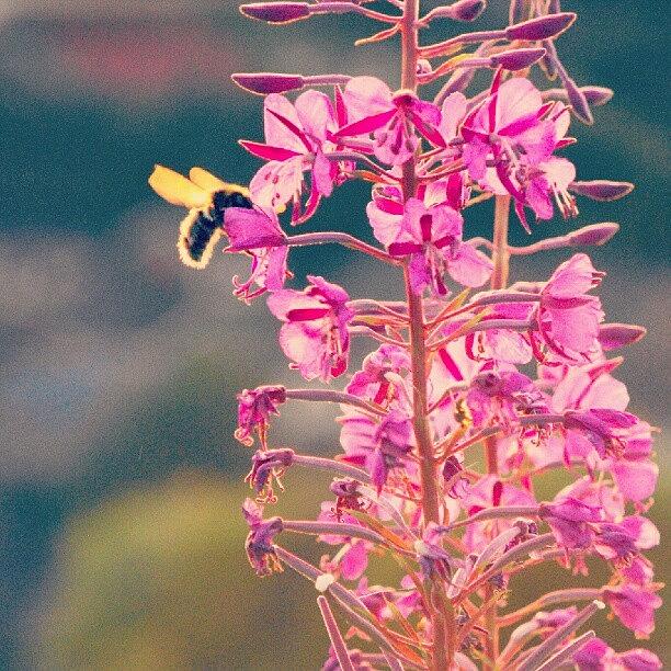 Summer Photograph - #fireweed & A #bee... #flowers #pink by Linandara Linandara