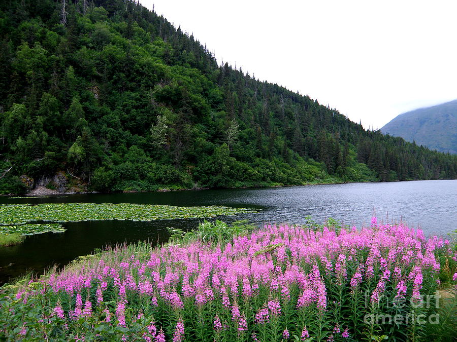 Fireweed Alaska 2 Photograph by Tatyana Searcy