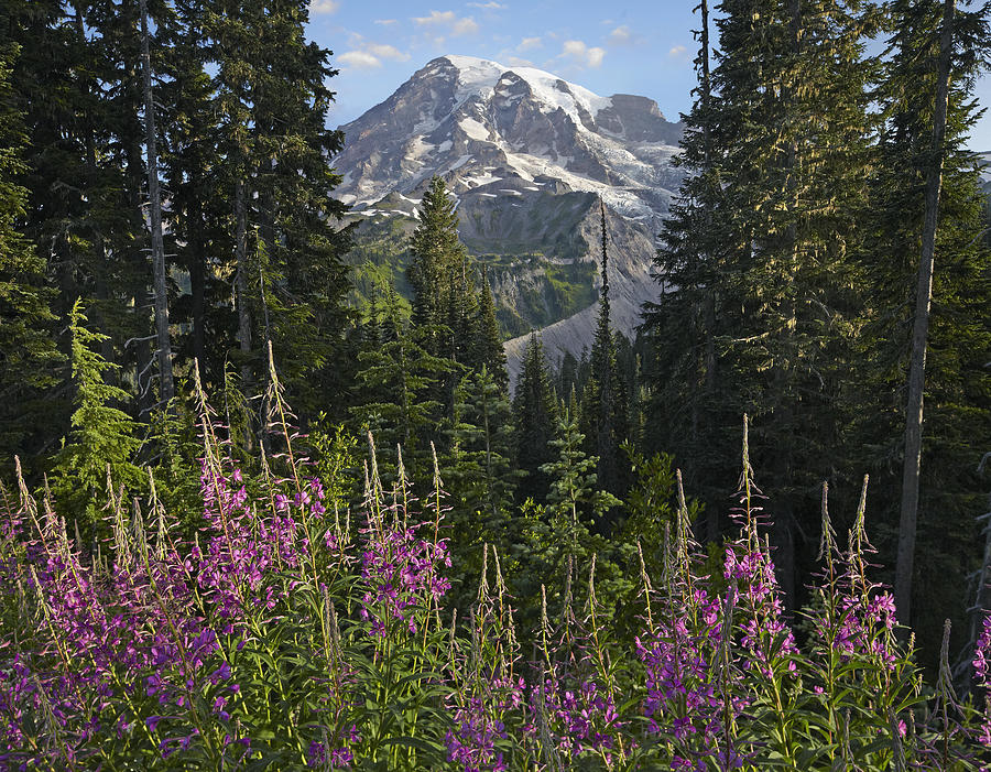 Fireweed Flowering And Mount Rainier Photograph by Tim Fitzharris