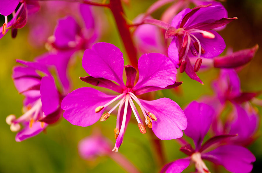 Fireweed Photograph by Tikvahs Hope