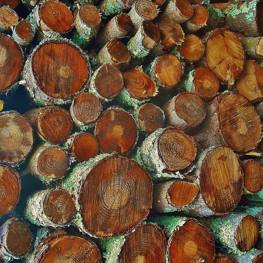 Firewood 1 Photograph by Andrew Drozdowicz
