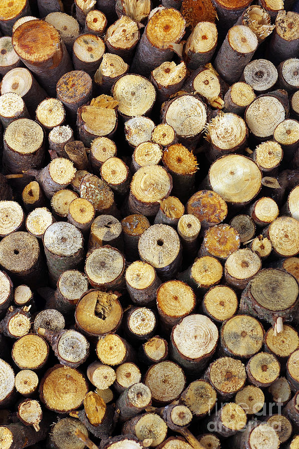 Firewood Photograph by Carlos Caetano