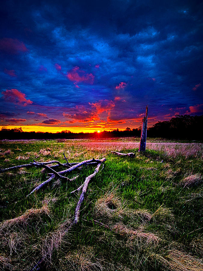Landscape Photograph - Firewood by Phil Koch