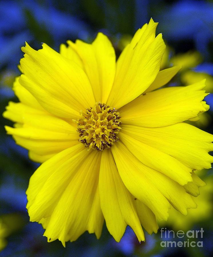 Firey Yellow Flower Photograph by Danielle Scott