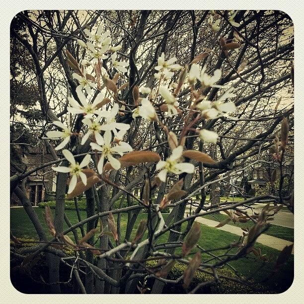 First Blossoms In The Neighborhood:) Photograph by Tara Hebbes
