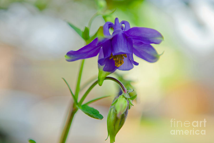 First Columbines Photograph by Barbara Schultheis