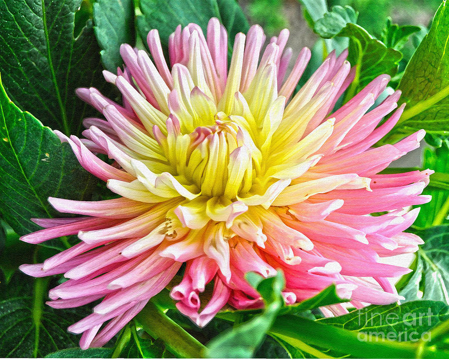 First Dahlia Painting by Diane E Berry