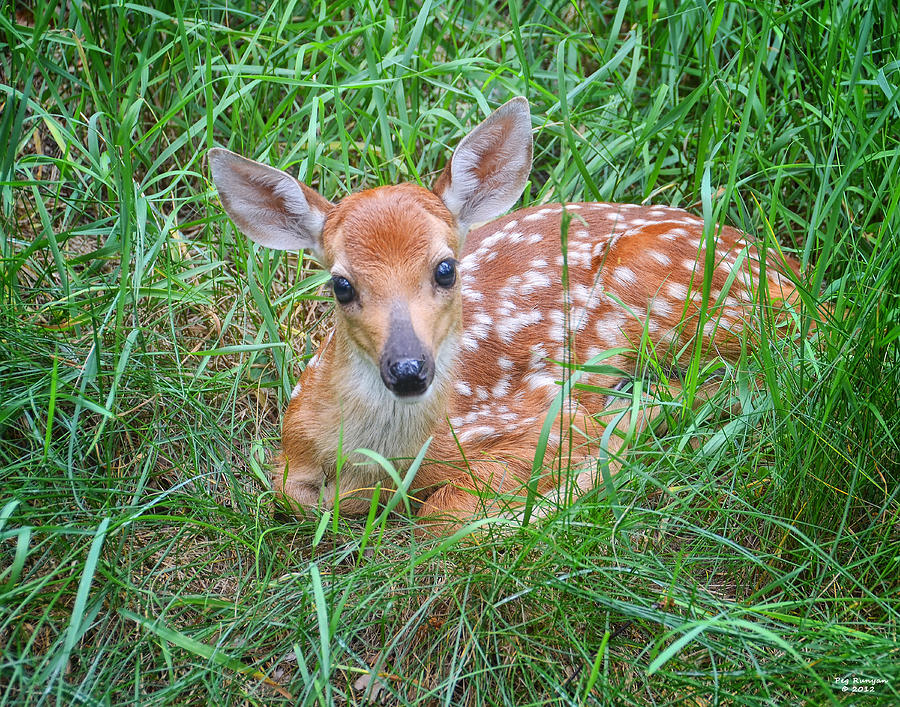 First Fawn of the Summer Photograph by Peg Runyan - Fine Art America