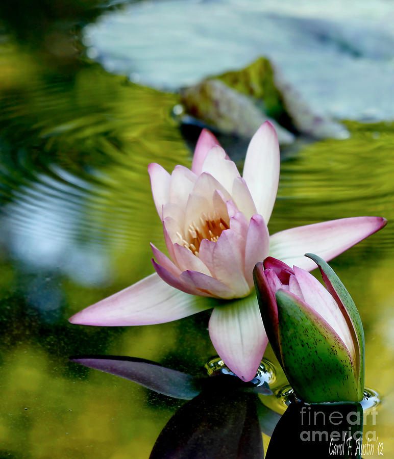 First Kiss Tender Moments - Water Lily Pond Photograph by Carol F Austin