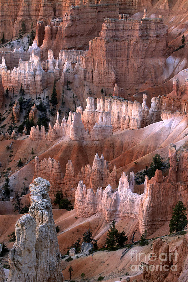 First Light in Bryce Canyon Photograph by Sandra Bronstein