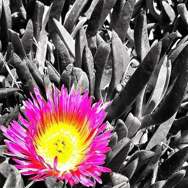 Nature Photograph - First Of The Iceplants To Bloom by Isaiah Stowers