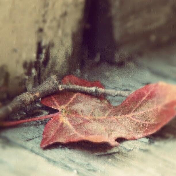 Nature Photograph - First Sign of Autumn by Joanna Boot