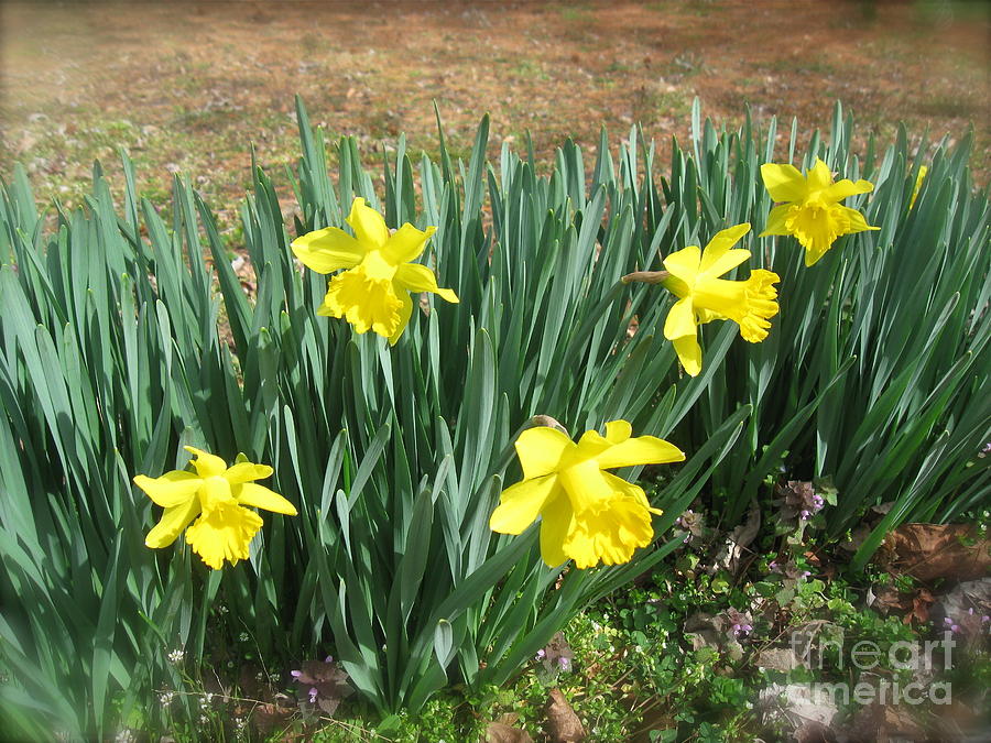 First Sign of Spring Photograph by Nancy Patterson