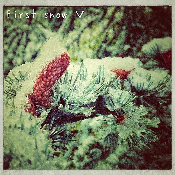 First Snow ... 27.10.2012 Photograph by Melanie Stork
