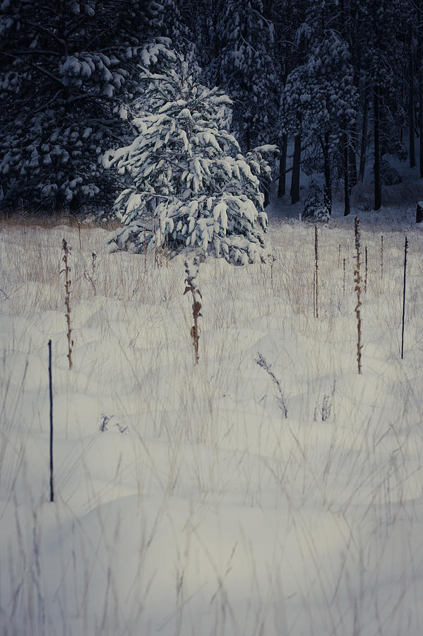 First Snow Photograph by Scott Sawyer