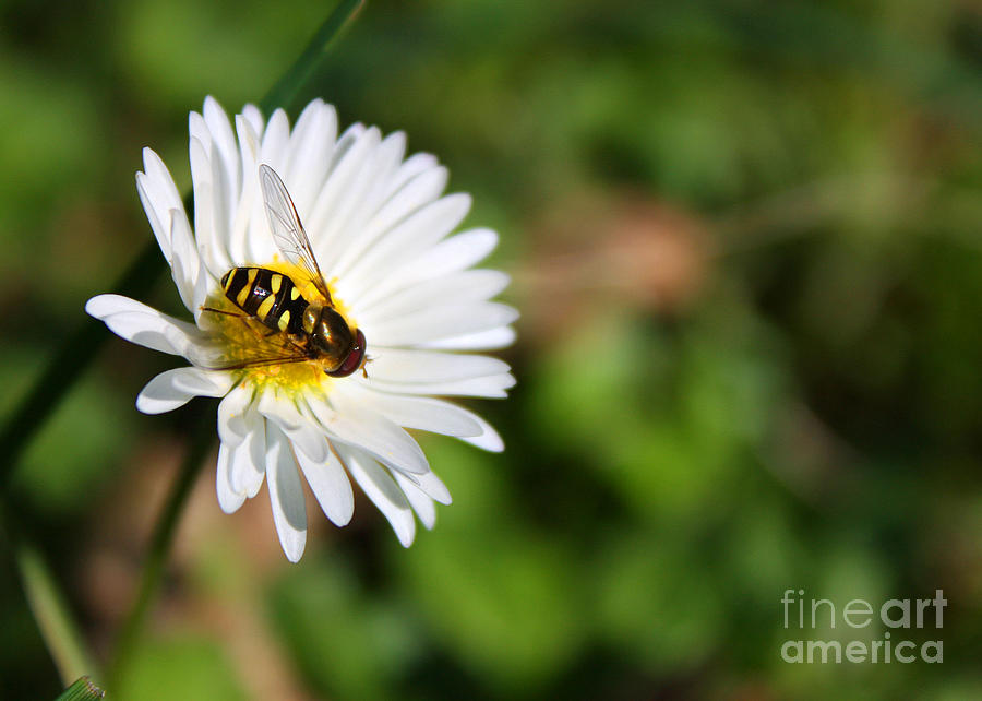 Spring Photograph - First Spring Bee by Tyra  OBryant