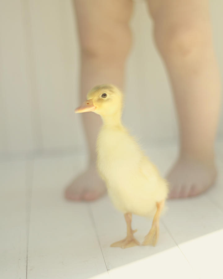 Duck Photograph - First Steps by Amy Tyler