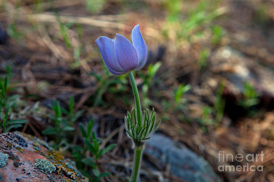 Spring Photograph - First to Bloom by Barbara Schultheis