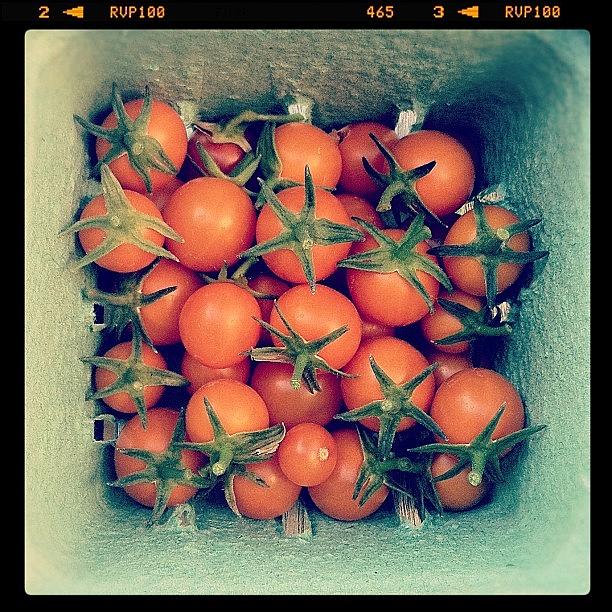 Tomato Photograph - First Tomato Harvest. #sungold by Kim Hudson